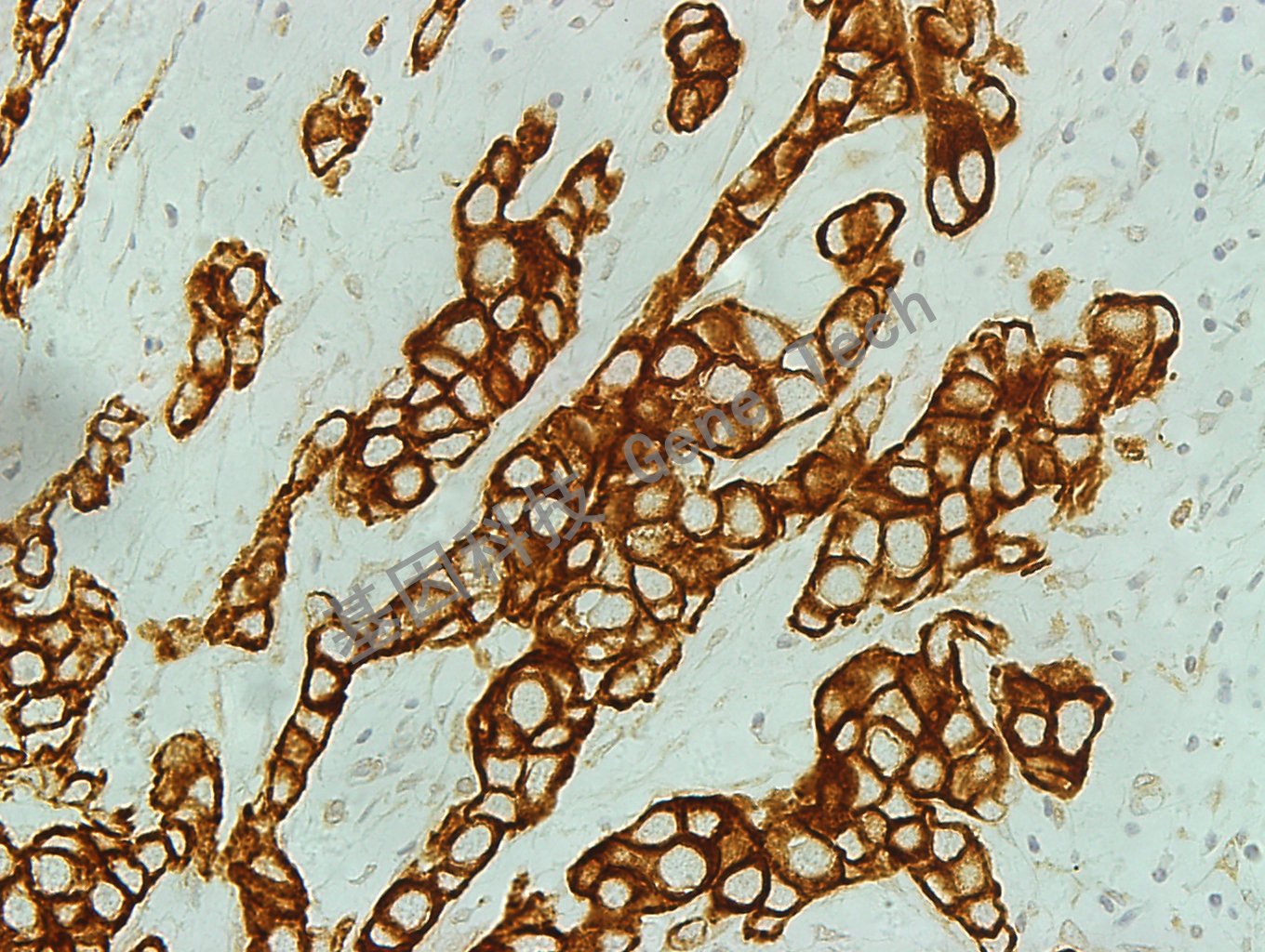 1625745548548552.jpg 1625745548548552.jpg