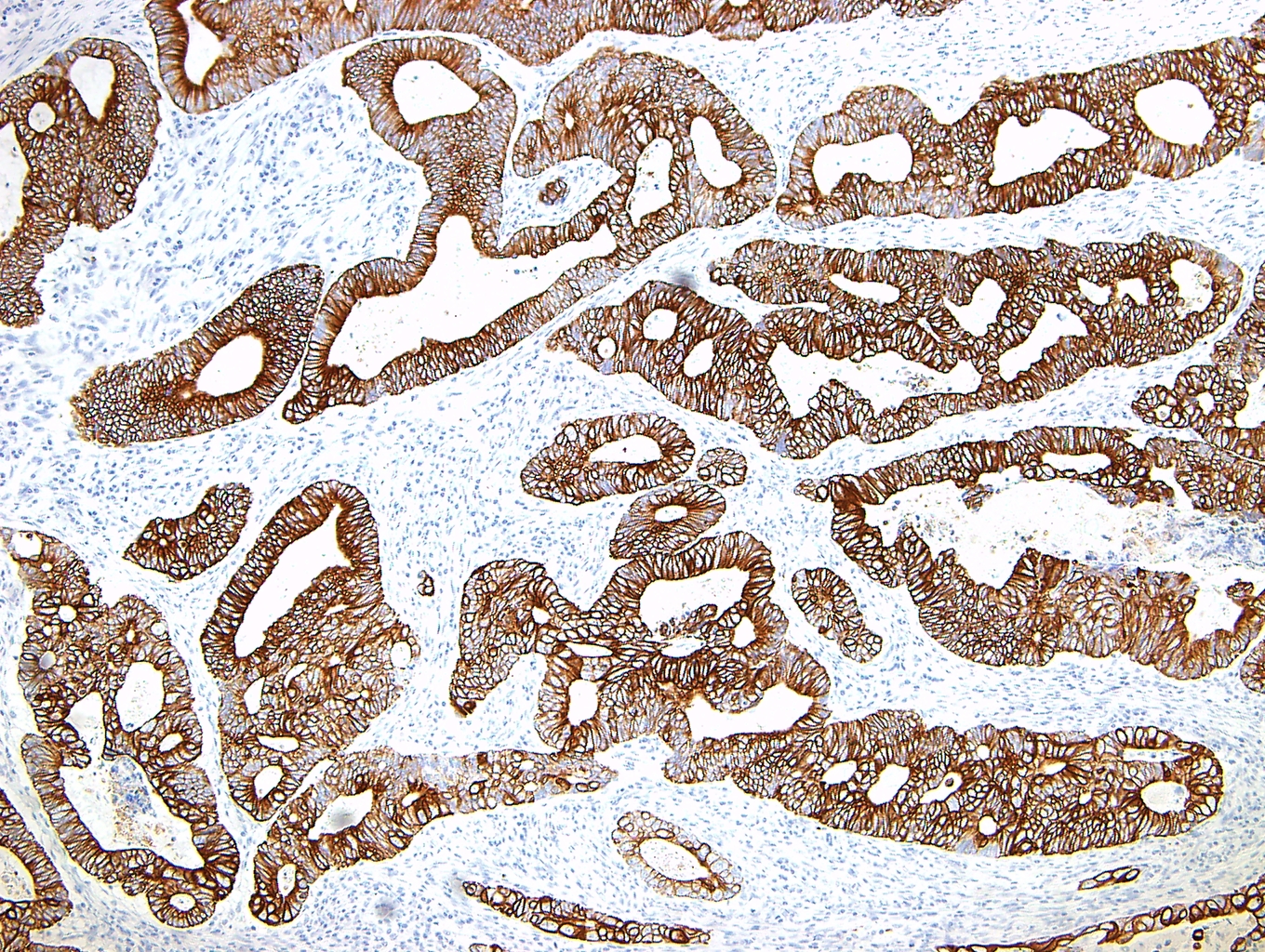 1625747118524630.jpg 1625747118524630.jpg