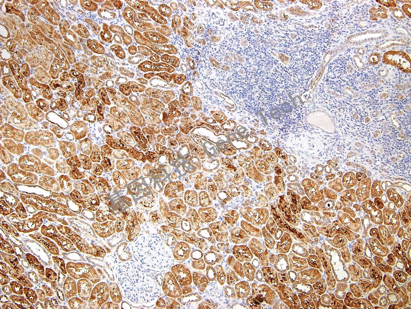 1681202684229427.jpg 1681202684229427.jpg