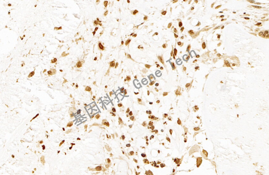 1684216248935640.jpg 1684216248935640.jpg