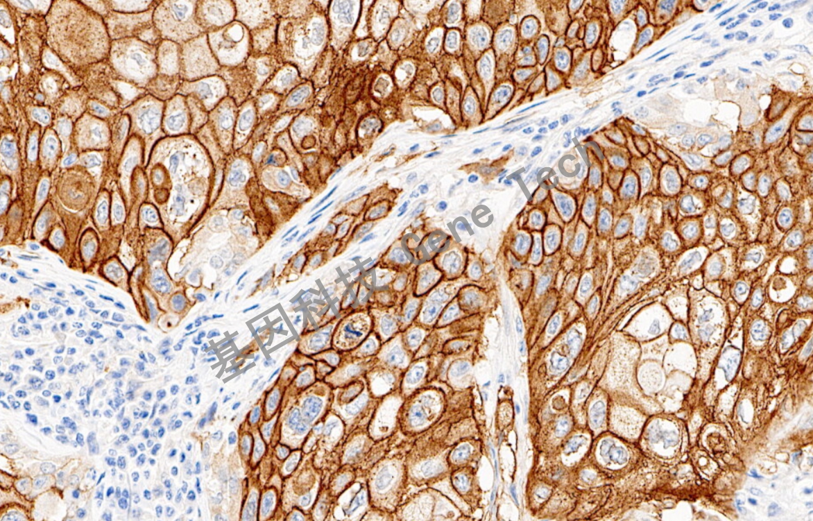 1684655254763283.jpg 1684655254763283.jpg